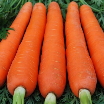 VibeX ® XXL-97 Giant Red Carrot Sweet Seed(500 per packet)