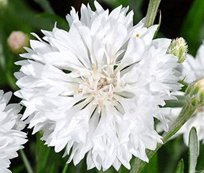 ACCELCROP CORNFLOWER MIXED FLOWER Seed(16 per packet)