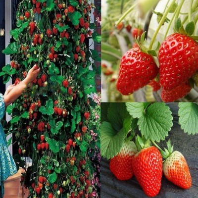 KNESSiN Strawberry Seeds for Planting,Rare Non-GMO Fruit Seed(50 per packet)