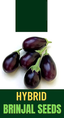 Qualtivate PUAS-3A BRINJAL/BAINGAN SEEDS Seed(300 per packet)