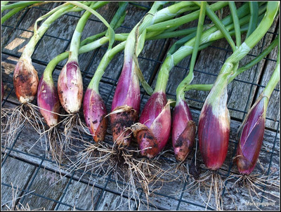 Biosnyg Fast Growing Shallot Red Onion Vegetable Seeds For Planting-(3000 Seeds) Seed(3000 per packet)