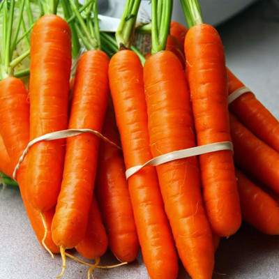 Qualtivate VXL-3AT Heirloom Danvers Carrots Seeds Seed(300 per packet)