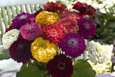CRGO ZINNIA Seed(20 per packet)