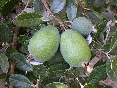 MAA Guava Seed(140 per packet)