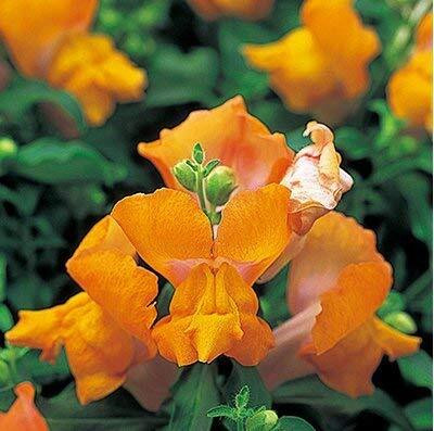 Aywal Antirrhinum - Dog Flower Mixed Seed(80 per packet)