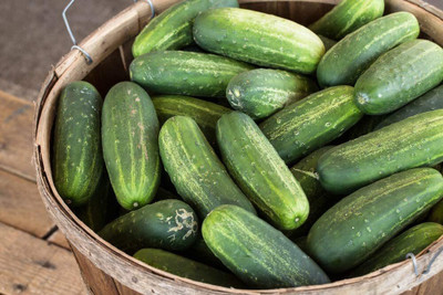 Quentova Carolina Cucumber Seeds,Heirloom Seeds-CuC_976 Seed(200 per packet)