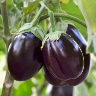 naturehils F1 Black Brinjal Seeds, Organic Bengan, Begun Hybird Seeds,Solanum melongena Seed(150 per packet)