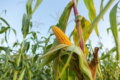 WILLVINE KGF -XVI F1 Hybrid Pusa HM-9 Improved Corn -[100g] Seed(400 per packet)