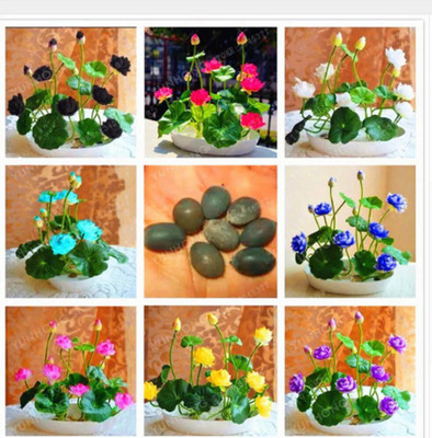 AloGardening Mixed Colour lotus Seed Per Packet- 8 Pc Seed(8 per packet)