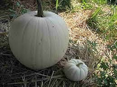 BDSresolve pumpkin seeds for planting pack of 19 Seed(19 per packet)