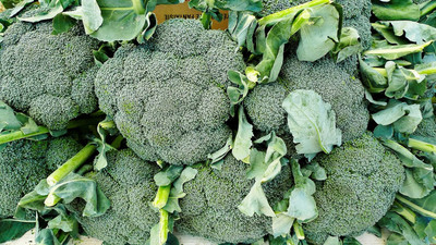 WILLVINE Broccoli Bulk Seeds Pack-[2000 Seeds] Seed(2000 per packet)