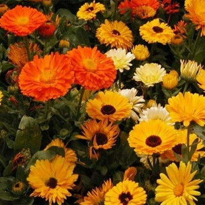 Aywal Calendula yellow Seed(40 per packet)