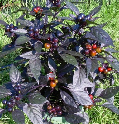 golden hills farm High Yield Black Pearl pepper chilli Black Round Chilli Seed(50 per packet)