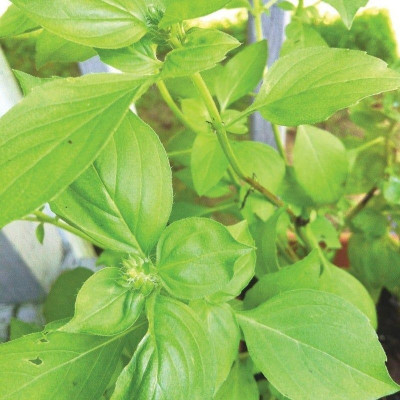 WILLVINE VXI-43 Organic Lime Basil Seeds Seed(1000 per packet)