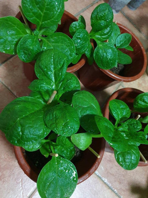 CYBEXIS NBIR-76 - Big Round Leaf Malabar Spinach - (250 Seeds) Seed(250 per packet)