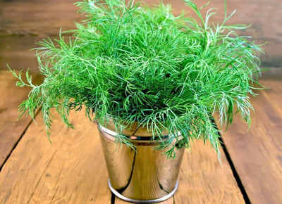 CYBEXIS LX-98 - Mushroom's Dill - (2250 Seeds) Seed(2250 per packet)