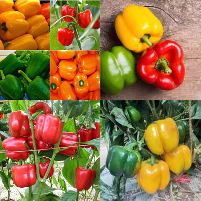 ibains Shimla mirch seed shimla mirchi pack of 85 Seed(85 per packet)