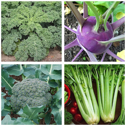 KNESSiN Gardens Exotic Combo-{800 Seeds} Seed(800 per packet)