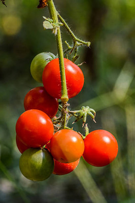jui halder tomato Seed(30 per packet)