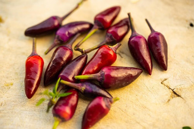 KNESSiN Hybrid Tricolor Chilli Vegetable Seeds for Garden-(1200 Seeds) Seed(1200 per packet)