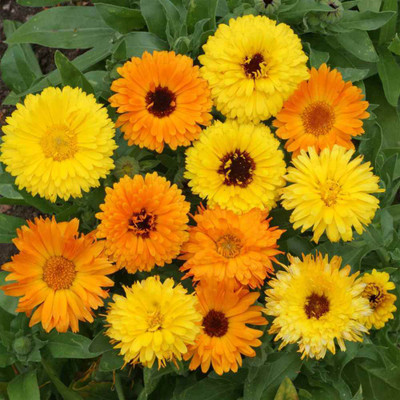 Morbih Calendula Flower Seed(200 per packet)