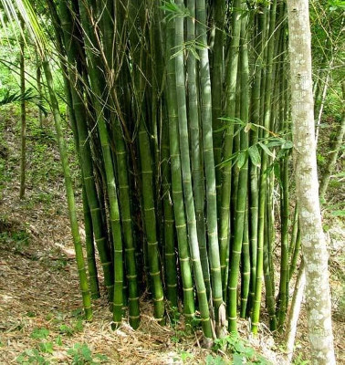 Arshiayat Hybrid bamboo seed for garden Seed(155 per packet)