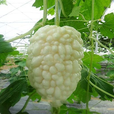 CYBEXIS White Bitter Gourd Vegetable Seeds200 Seeds Seed(200 per packet)