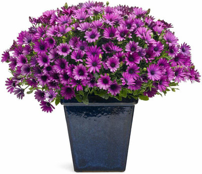CYBEXIS NBIR-93 - Cape Daisy Flower - (540 Seeds) Seed(540 per packet)