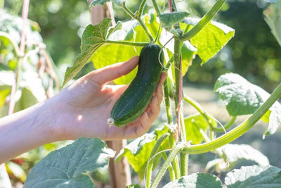 ibains Hybrid cucumber seeds Seed(108 per packet)