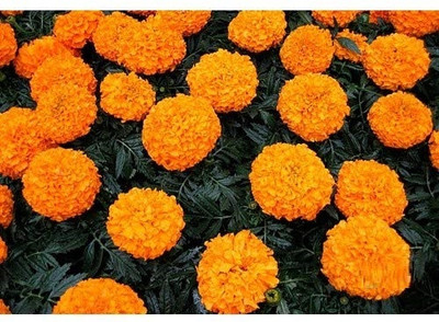 KNESSiN Marigold Inca | Dwarf Variety | [400 Seeds] Seed(400 per packet)
