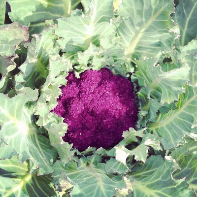 CYBEXIS Purple Cape Cauliflower Variety2000 Seeds Seed(2000 per packet)
