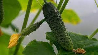 Seedsqlty Cucumber seeds combo Seed(80 per packet)