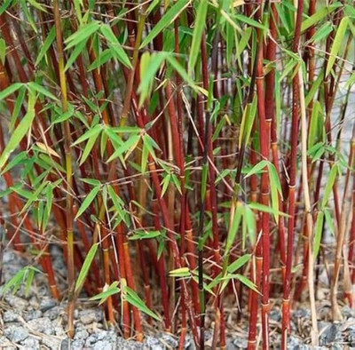 Pbevergreen Red bamboo tree seeds for plant PACK OF 51 Seed(51 per packet)