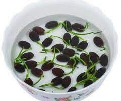 krishva 01 Seed(20 per packet)
