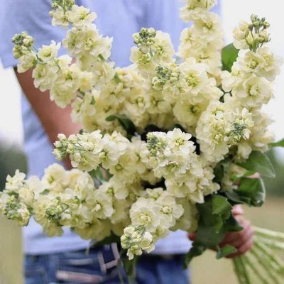Aywal Evening Stock Matthiola Red Flower Seeds Mix/Reseeding Annual Seed(40 per packet)