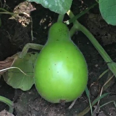 CYBEXIS Indispensable Rare Vegetable in The Bottle Gourd400 Seeds Seed(400 per packet)