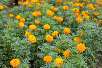 Brondi marigold/gende ka phool flower seeds Seed(25 per packet)
