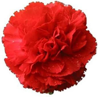 CYBEXIS Scarlet Red Carnation Caryophyllus Grenadin Flower Seeds Seed(1 g)