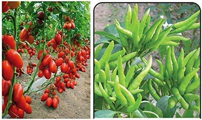 WILLVINE SCI -VIII Tomato and Chilli[25gm, 5000 Seeds] Seed(5000 per packet)