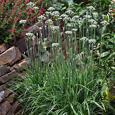 CYBEXIS GUA-49 - Garlic Chives for Planting - (2250 Seeds) Seed(2250 per packet)