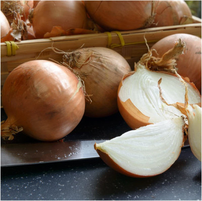 VibeX ® VXI-286 Yellow Sweet Spanish Onion Seeds Seed(1000 per packet)