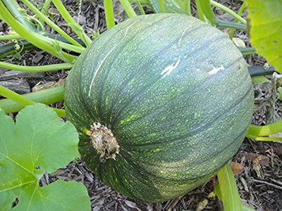 VibeX ® VLR-52 Hybrid Pumpkin Seeds Seed(50 per packet)