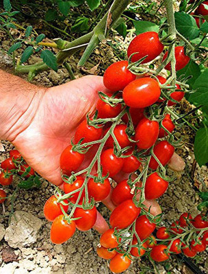 CYBEXIS Tomato Modus F1 Vegetable Seeds (Cherry Plum)2000 Seeds Seed(2000 per packet)