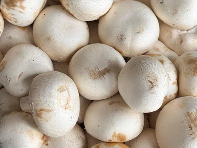 Lokhnath Enterprise Button Mushroom Seed Seed(1 kg)