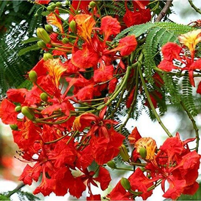 PSAgroinput Gulmohar Seeds/Ornamental tree seed/Avenue Tree seed/Delonix regia seed Seed(100 per packet)