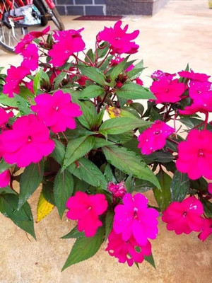 Lorvox Balsam Mix Hybrid Flower Seed(20 per packet)