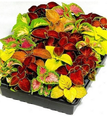 BHUSAN Coleus Rainbow Mix Seed(60 per packet)