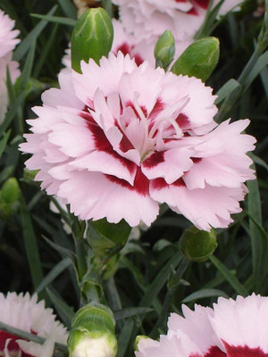 CYBEXIS Dianthus, Raspberry Surprise100 Seeds Seed(100 per packet)