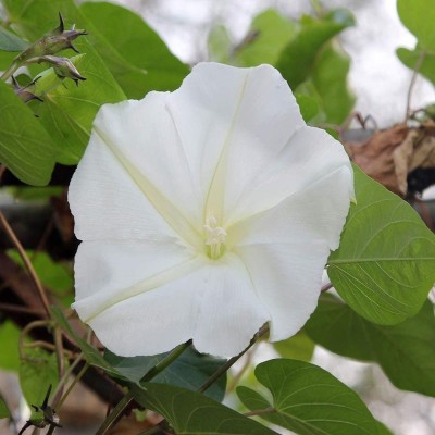 VibeX GUA-49 - Moonflower Vine Plant Flower - (900 Seeds) Seed(900 per packet)