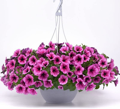 CYBEXIS Petunia Seeds - Easy Wave Rose Fusion Seed(50 per packet)